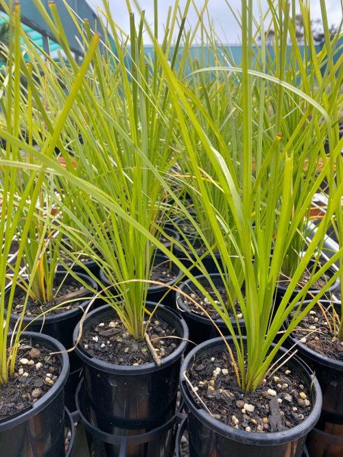 Lomandra little Pal 100mm - Plant Mega